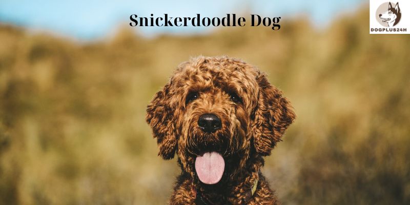 Snickerdoodle Dog