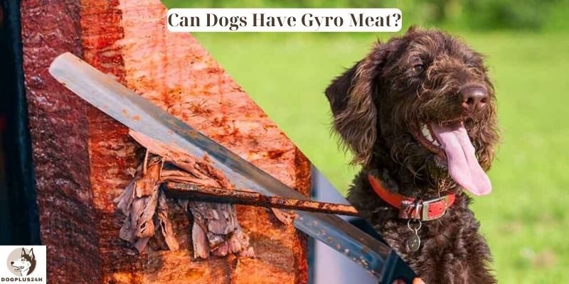Can Dogs Have Gyro Meat
