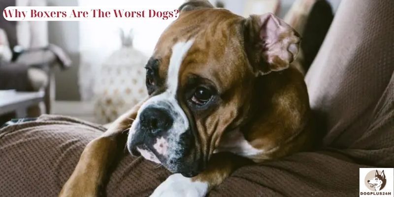 Why Boxers Are The Worst Dogs