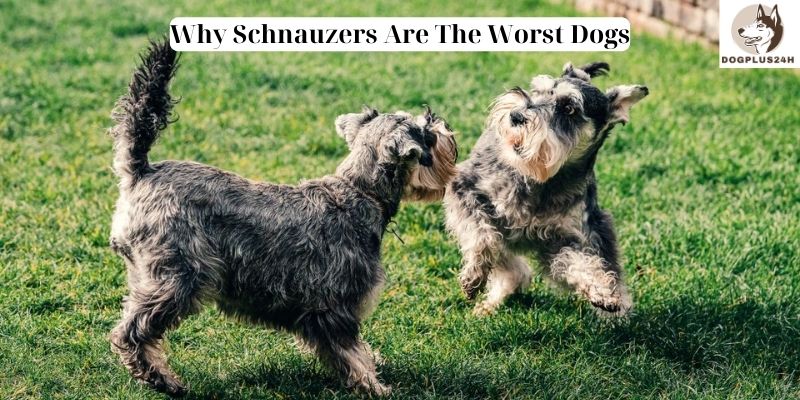 Why Schnauzers Are The Worst Dogs
