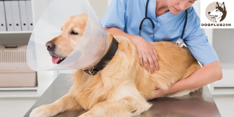 What is a dog cone?