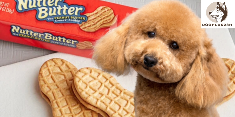 Can dogs eat nutter butter? 