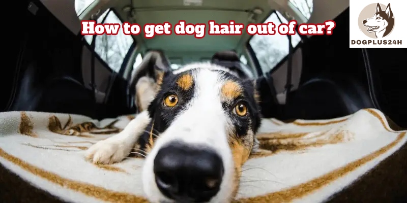 How to get dog hair out of car? 