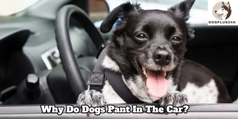 The importance of understanding why dogs breathe rapidly in the car
