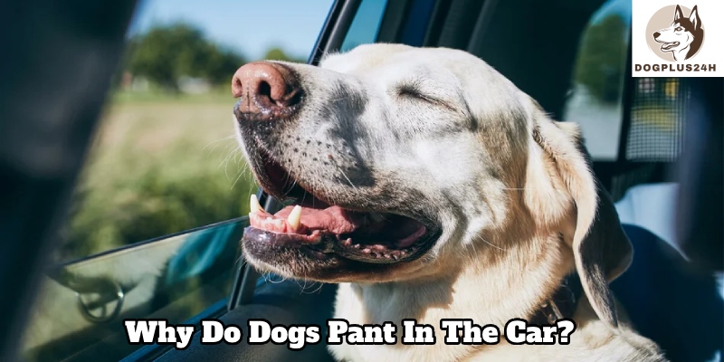 How to help your dog feel more comfortable in the car?