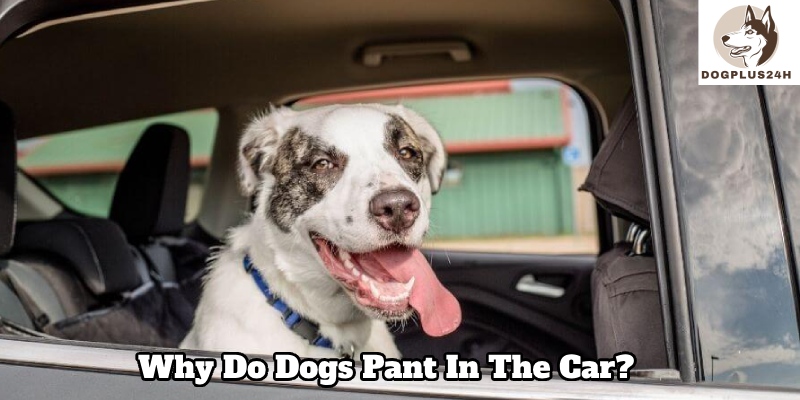 How to help your dog feel more comfortable in the car? 