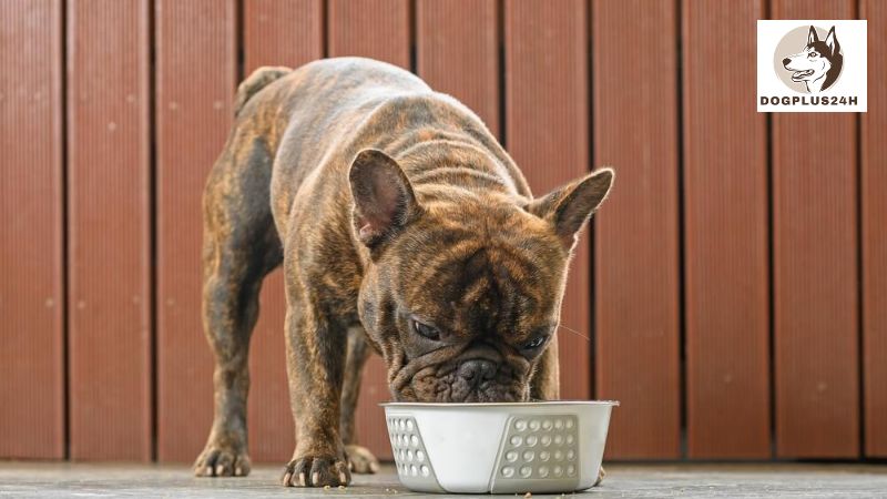 How to Care for a French Bulldog