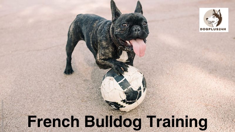 French Bulldog Training 
