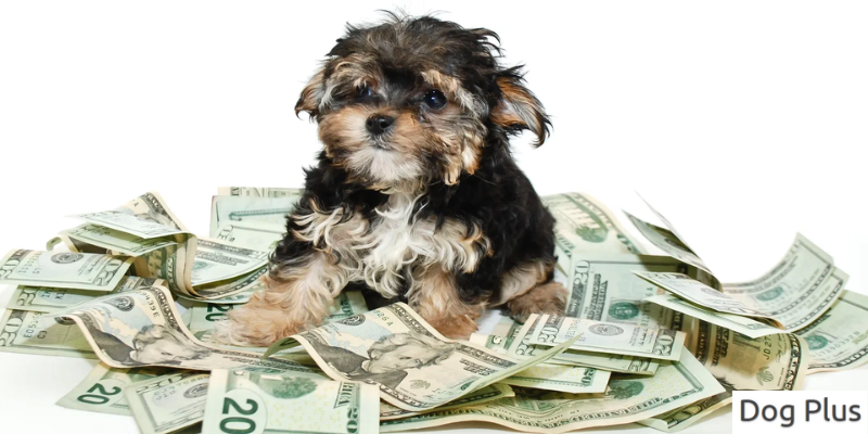 Initial Costs of Acquiring a Dog