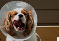 how to take care dog after neutering